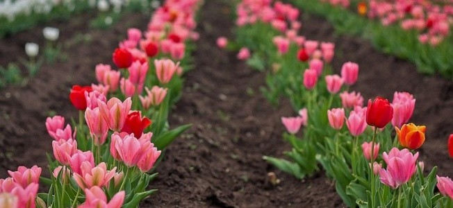 Красногвардейское, село Янтарное