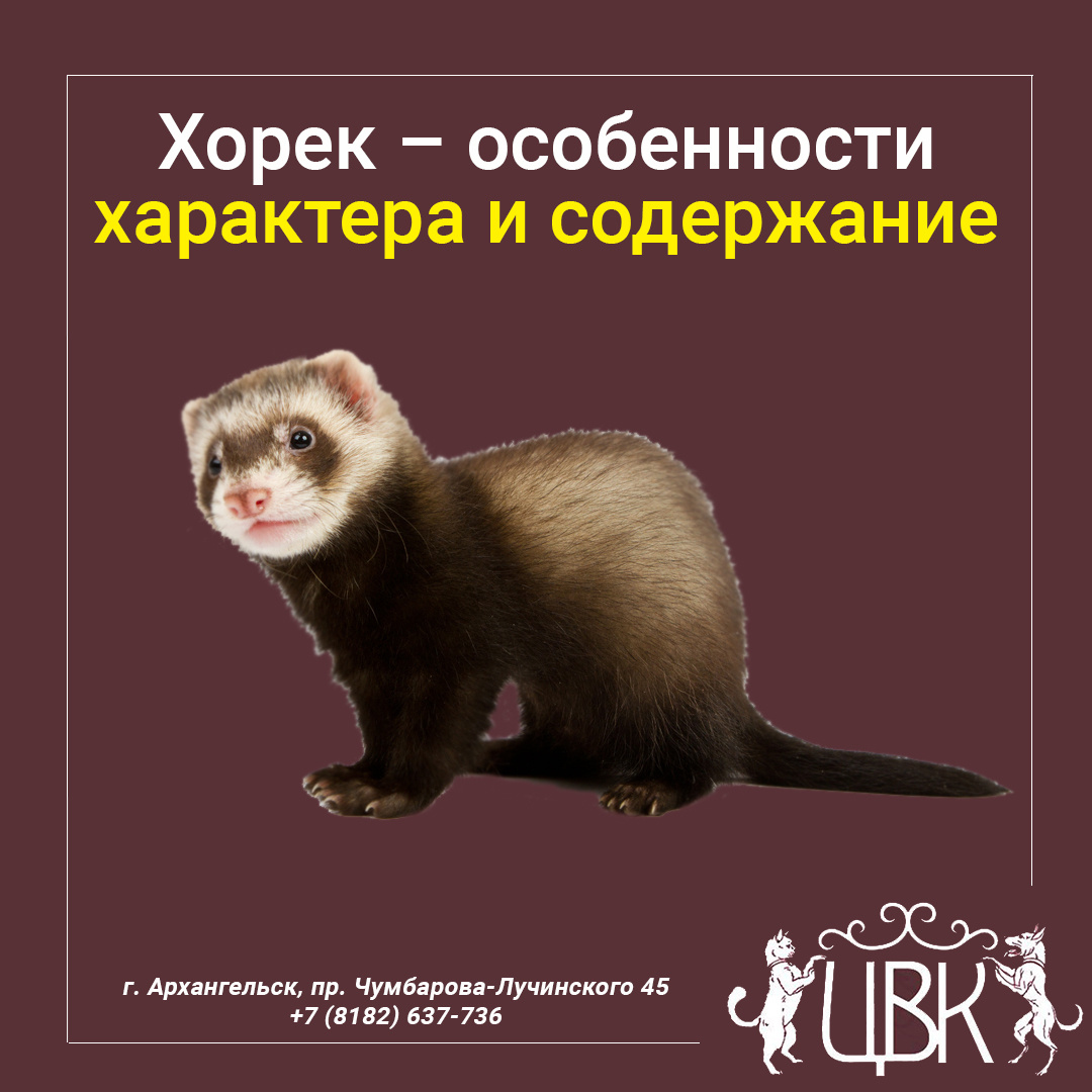 Хорек – особенности характера и содержание
