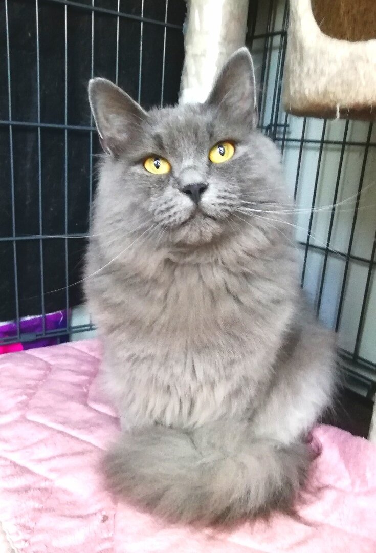 Кот Персиваль из Банды Дворян