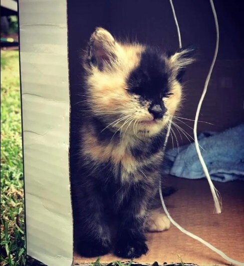 Фото: CatRescue 901