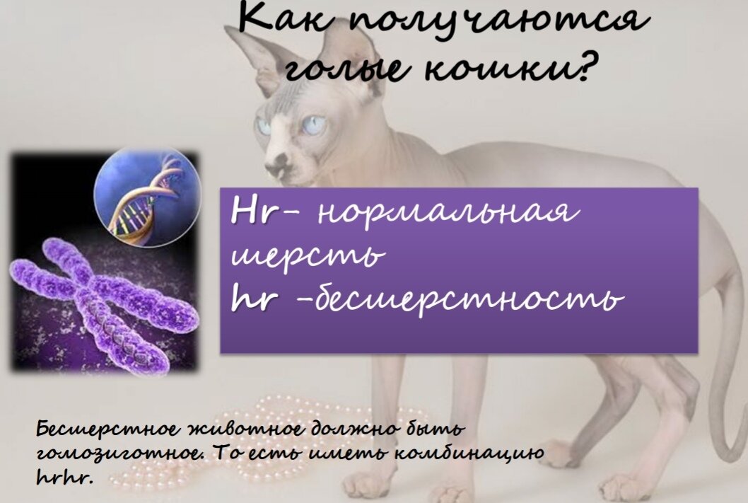 Как получаются голые кошки? 