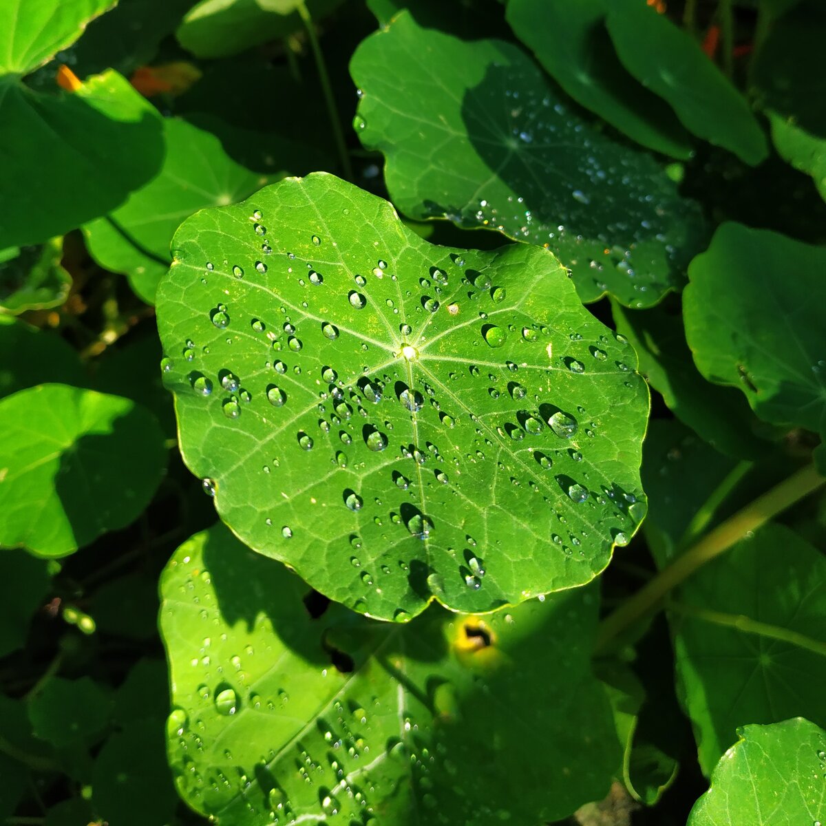 Фото моё личное. Шла по улице мимо клумбы. Как раз прошел дождь и выглянуло солнышко. Это- моя первая продажа)))