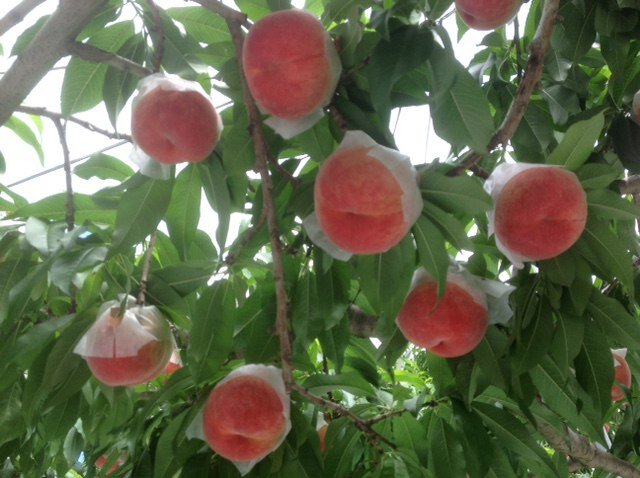 Фото сделанное моим другом Ханада-сан