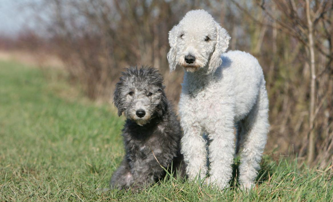 Бендлингтон терьер