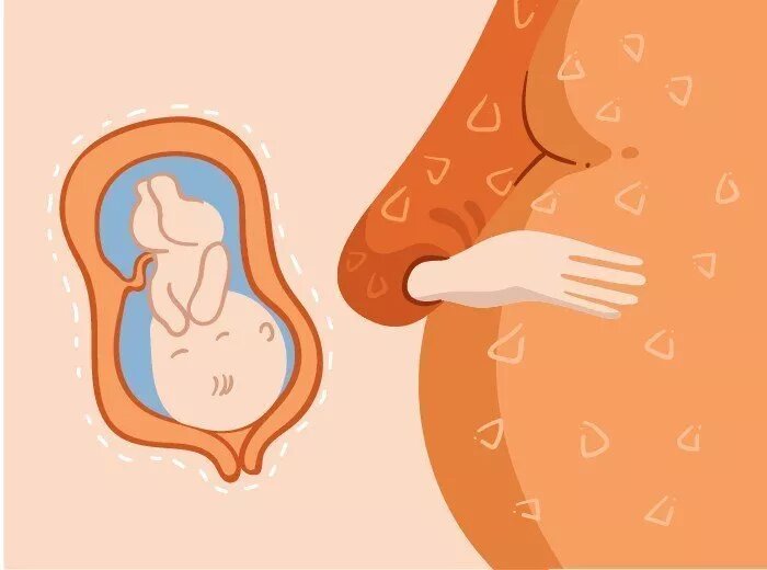 33 неделя беременности