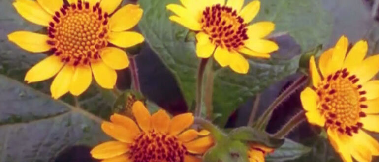 Якон скорее фрукт, чем овощ