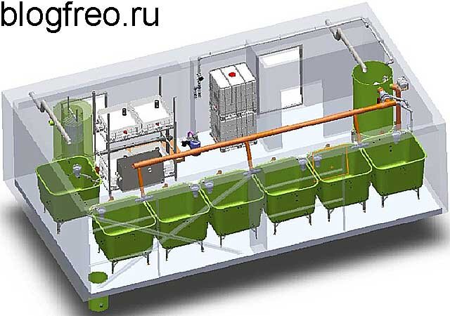 Разведение раков в домашних условиях