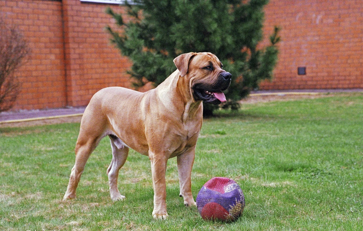 взрослый красавец - бурбуль