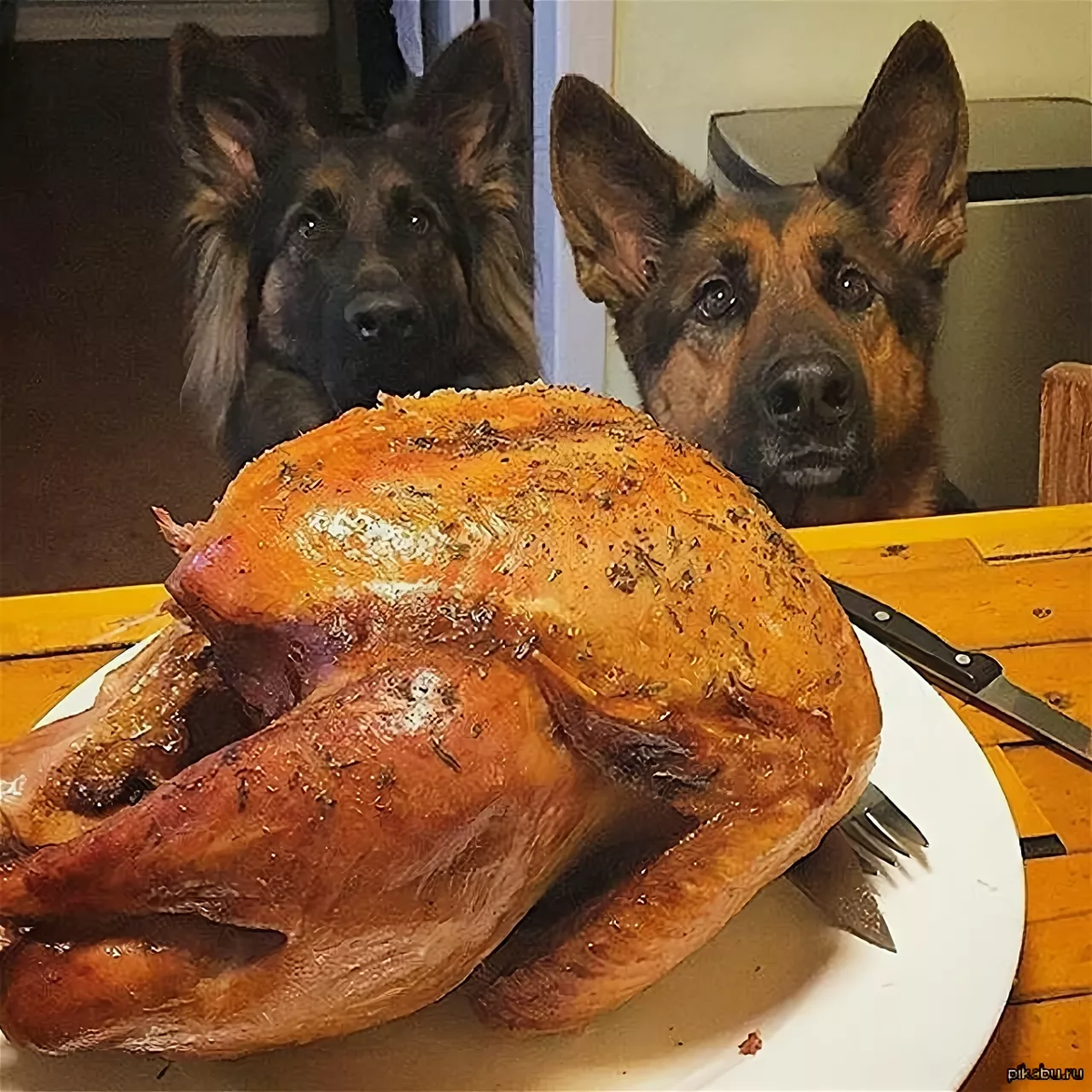 Френки и Хоган знаю как надо смотреть 