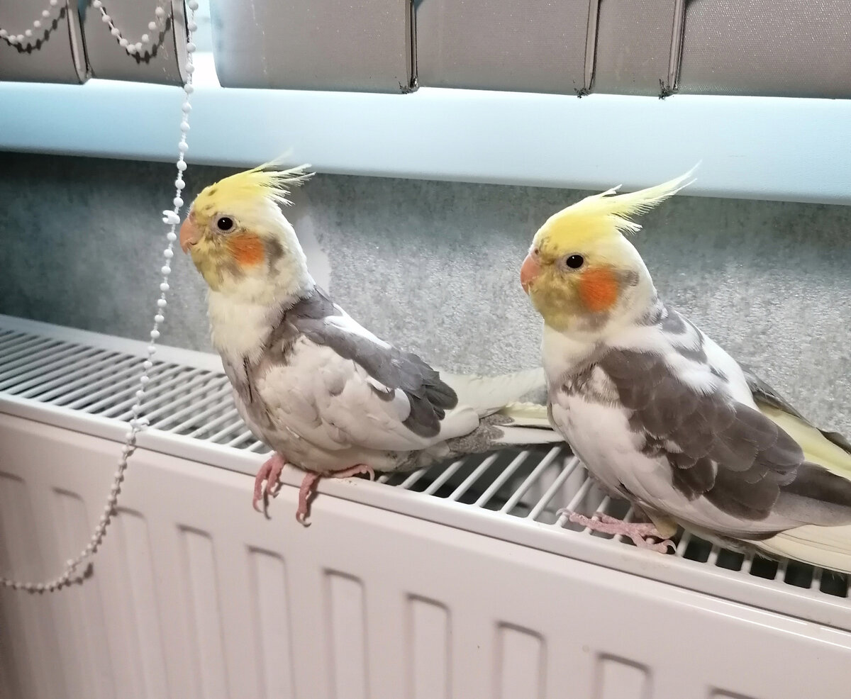 Как научить кореллу говорить. Кореллы лютино. Попугай корелла шеки. Как научить кореллу петь мелодии. Cockatiel.