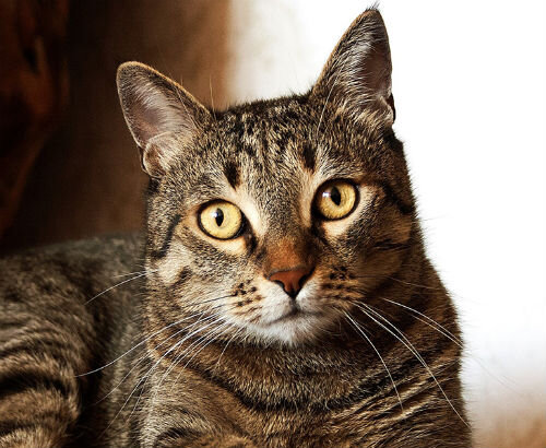 Воспаление уретры