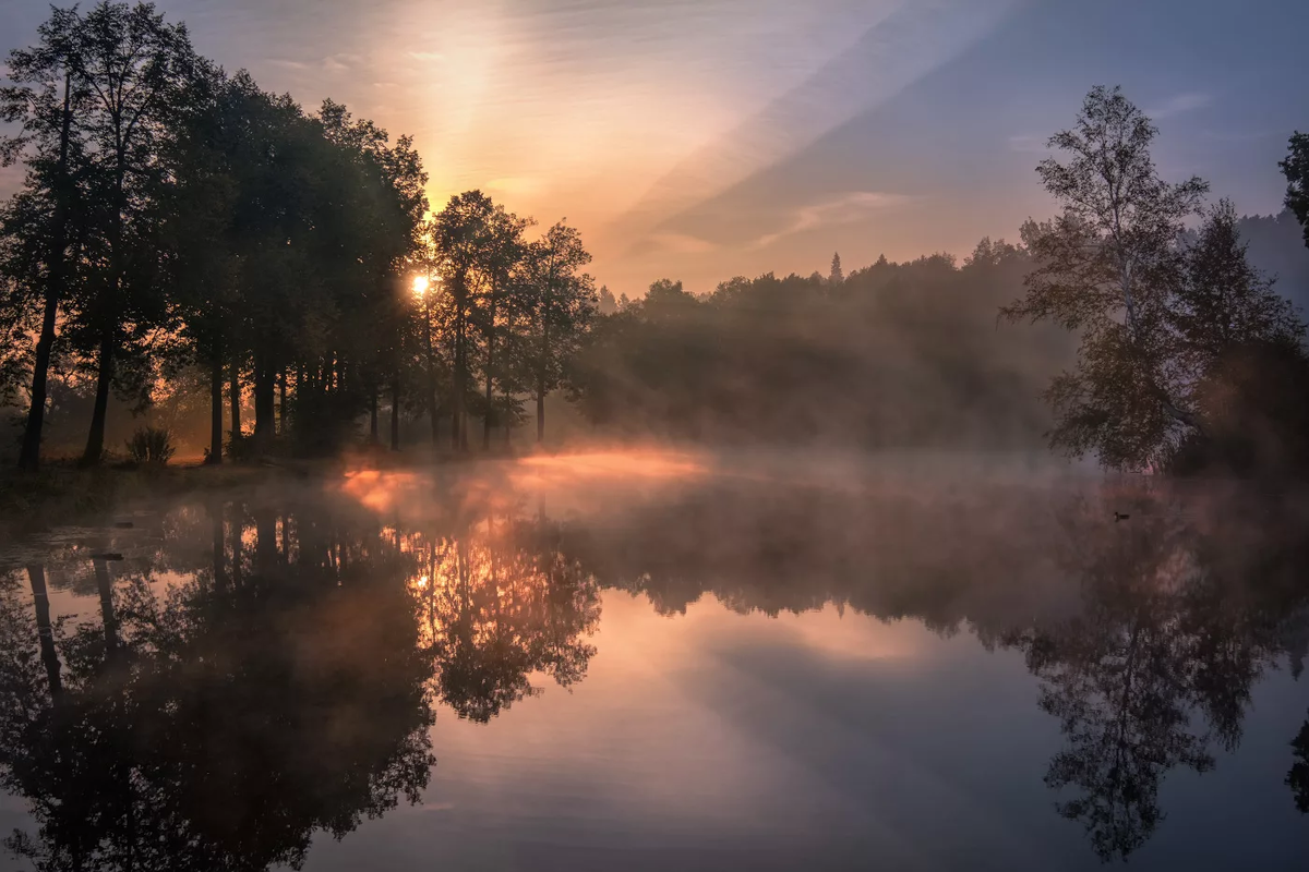 сонность лесная... (фото из интернета)