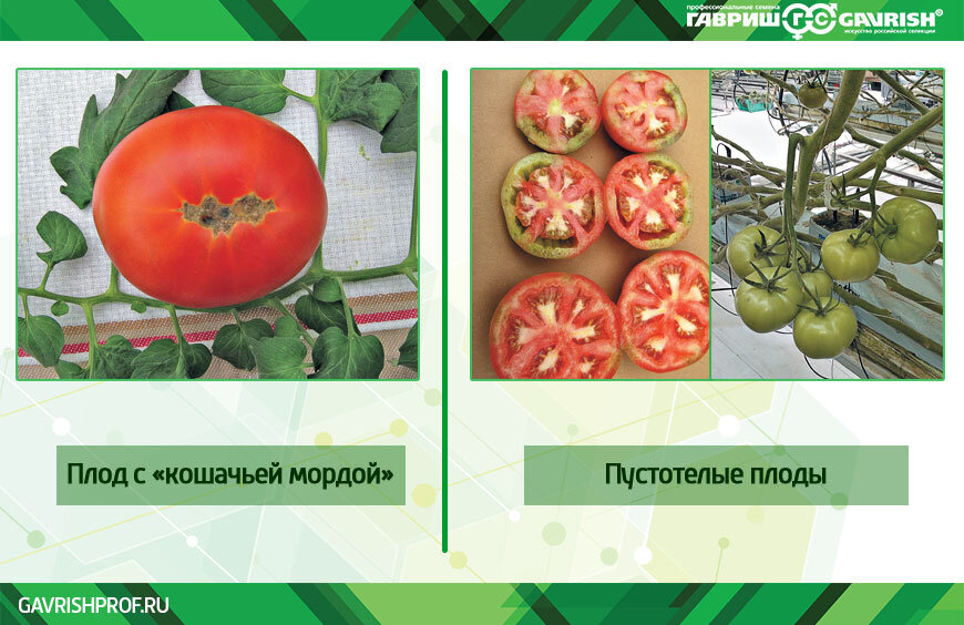 Тип плода помидора. Строение помидора. Части плода помидора. Строение плода томата. Формы плодов томата.