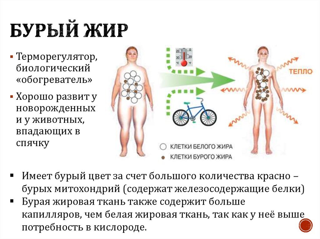 Как бурый жир помогает похудеть