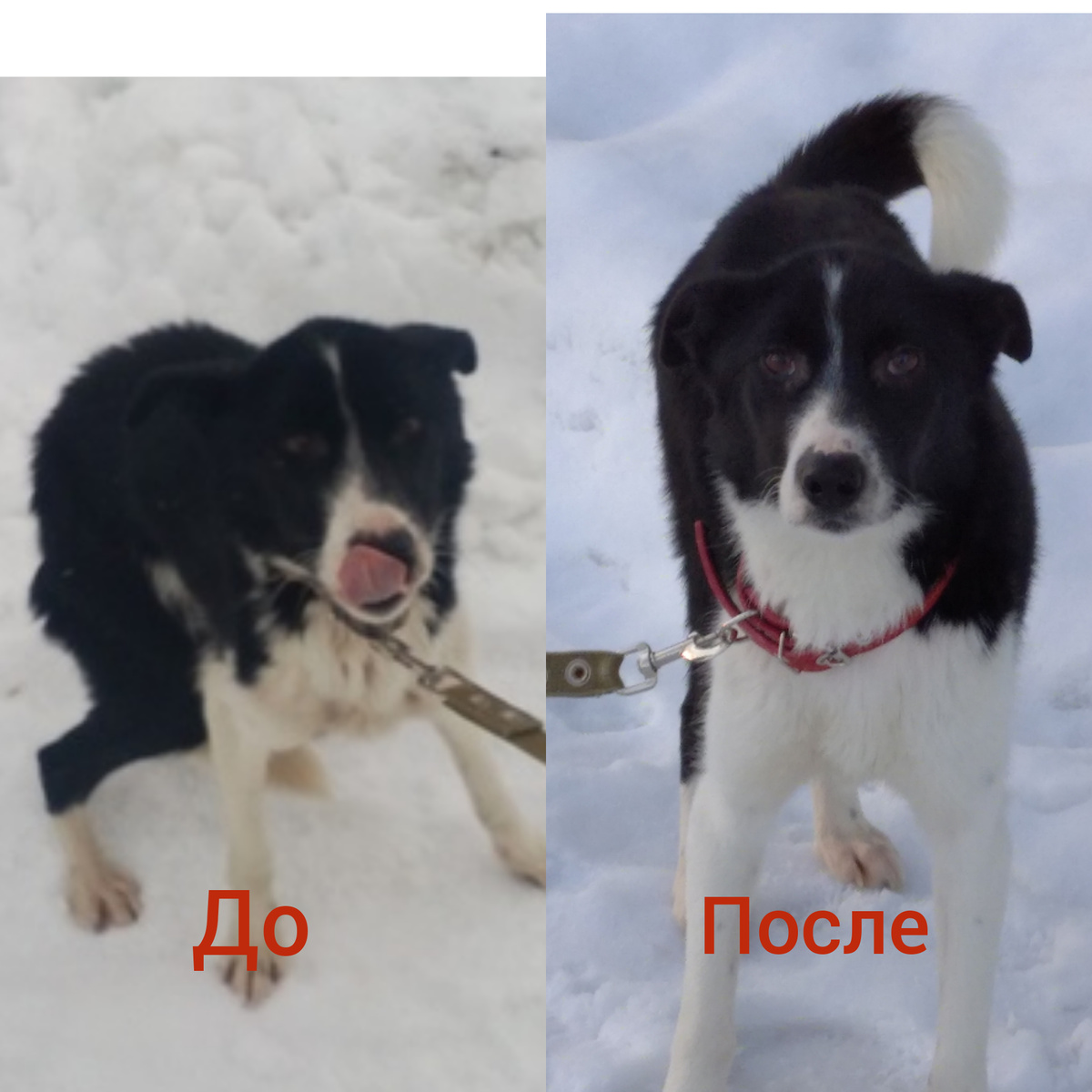 Какую привезли и сейчас какая стала. 
