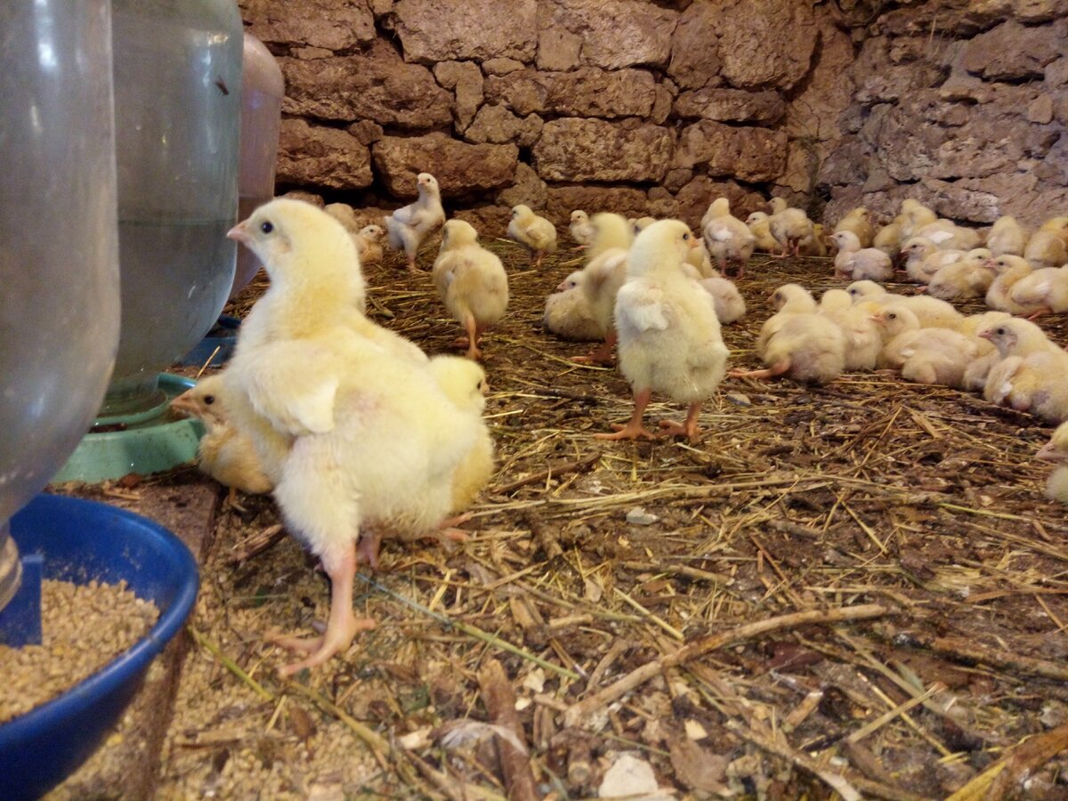 Выращивание цыплят в домашних условиях для начинающих. Цыплята бройлеры. Доращивание бройлеров. Бройлерные цыплята. Выращивать цыплят бройлеров.