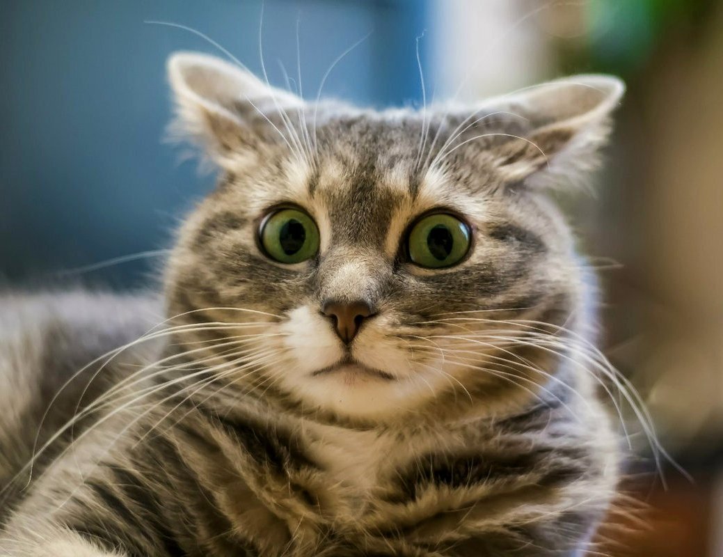 всё внимание на текст,а не на котика ^ _^