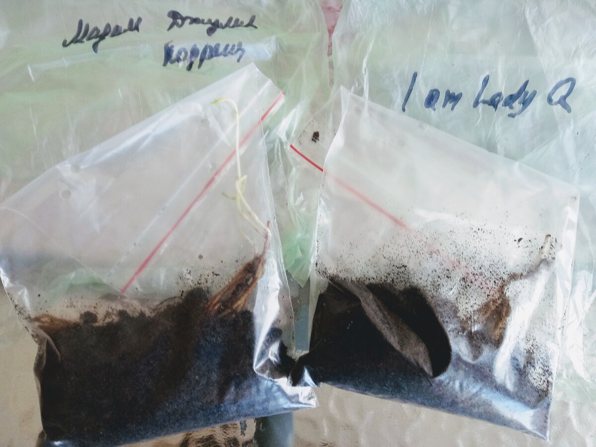 Пакетики с корнями клематисов