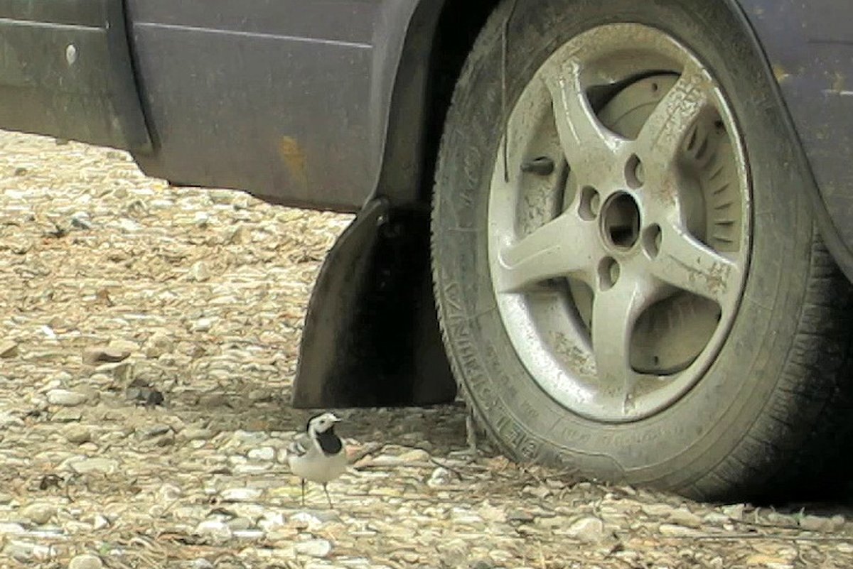 Белая трясогузка