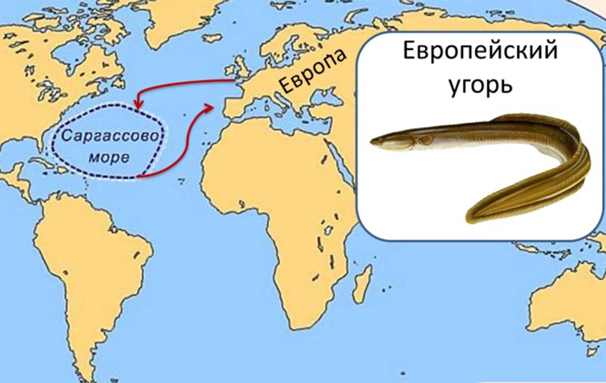 Ареал речного угря