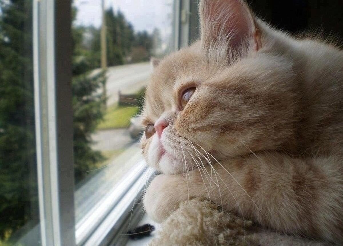 источник: https://www.stihi.ru/2017/10/22/3616