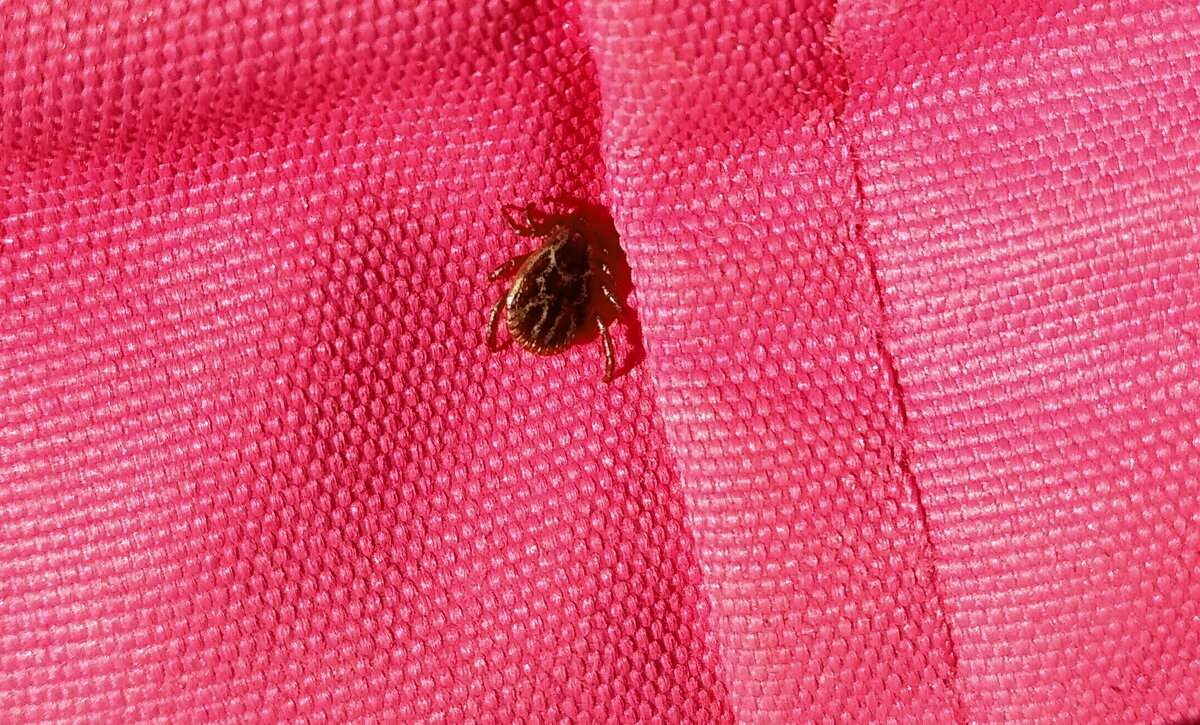 Нашла клеща на куртке у младшей дочки..