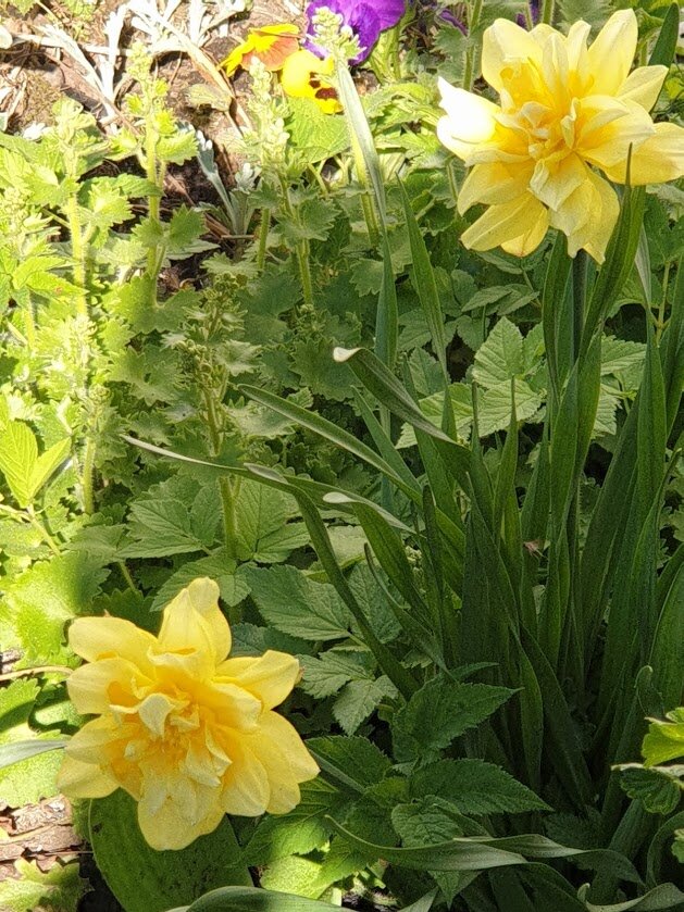 Нарцисс желтый в сорняках.