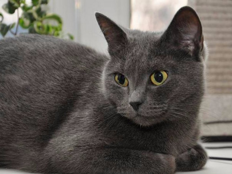 Порода кошек серого окраса. Сибирский голубая кошка короткошерстная. Корат шартрез Картезианская кошка. Британская короткошёрстная кошка шартрез. Корат порода кота.