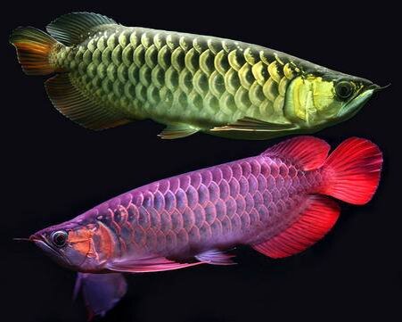 Аравана — одна из самых дорогих аквариумных рыб
