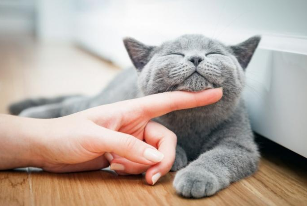 Особенности биополя собак