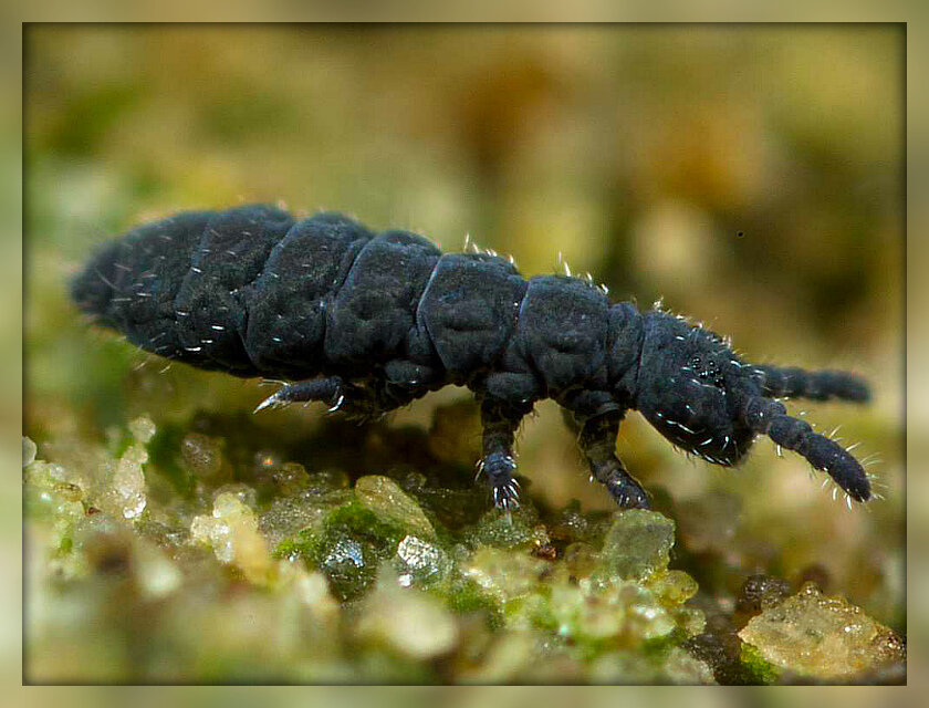 Коллембола из отряда Poduromorpha. Источник: Яндекс картинки.