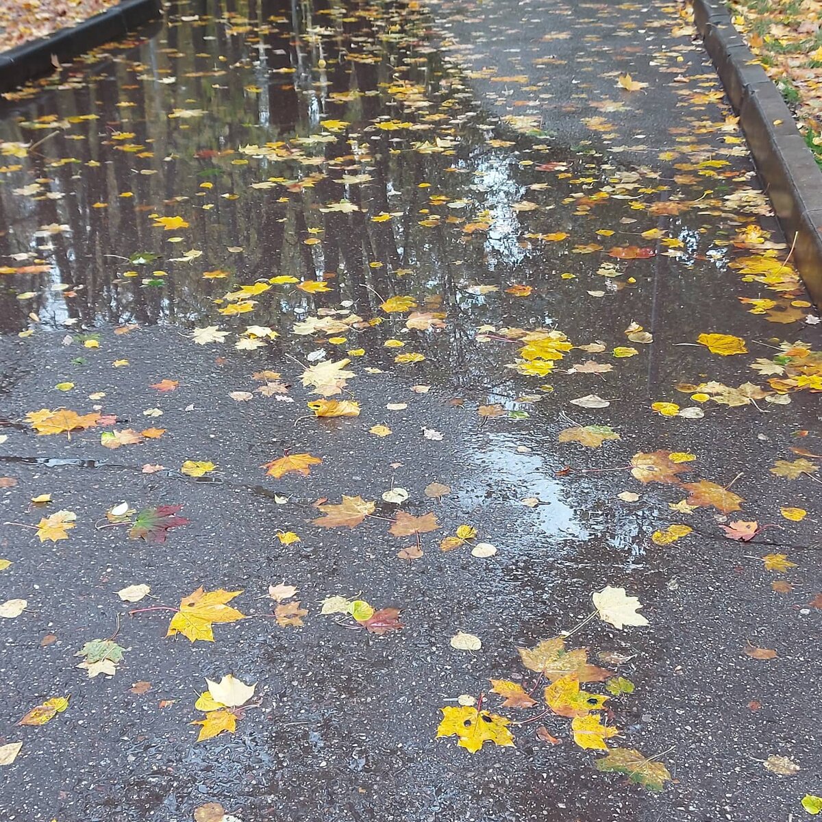 Эх, нравятся мне осенние дожди! Самое время грустить по ушедшему лету. Фото для заставки