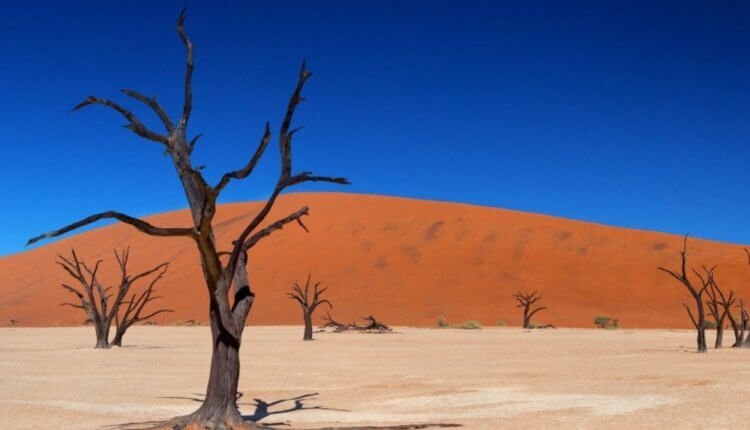 В будущем доступной еды может стать меньше