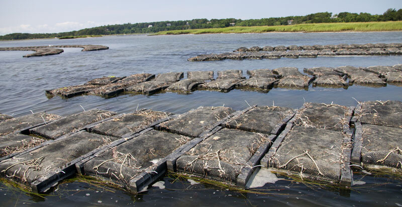 Выращивание устриц