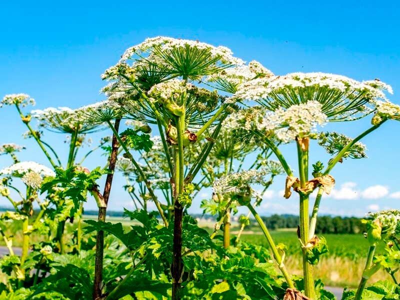 Борщевик. Фото из открытых источников.