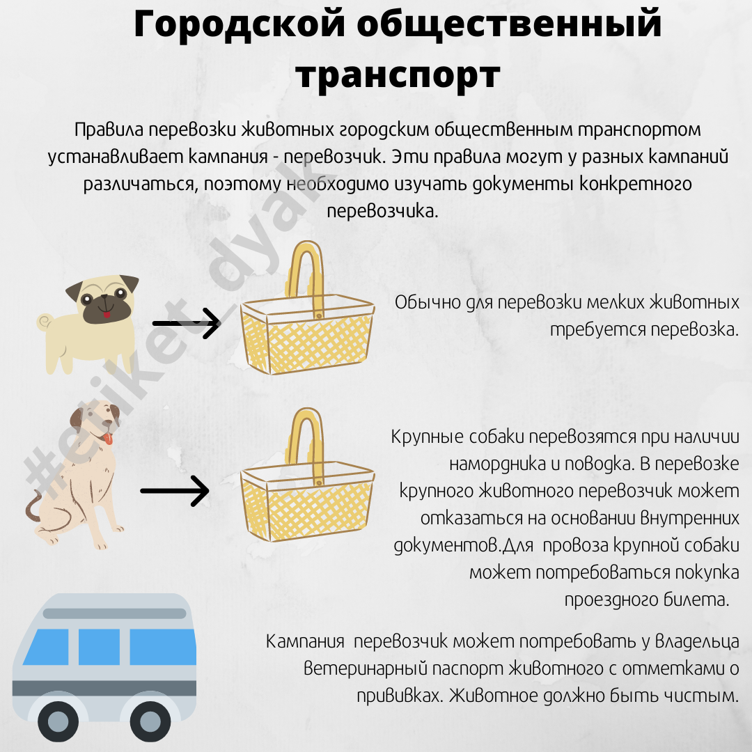 Выбор специального переносного контейнера для собаки