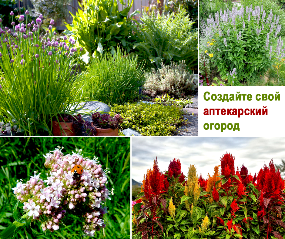 коллаж из фотографий, взятых из интернета