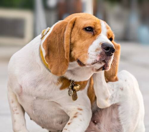 Паразитарные инфекции