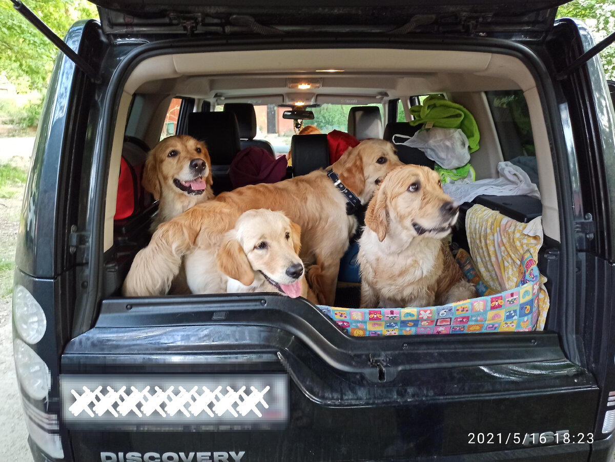 Ляля, Мишелька, мелкая Фанта и Бетти. За Лялей - Панда в собственных апартаментах.