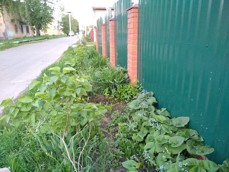 Сирень на переднем плане, у забора бруннера