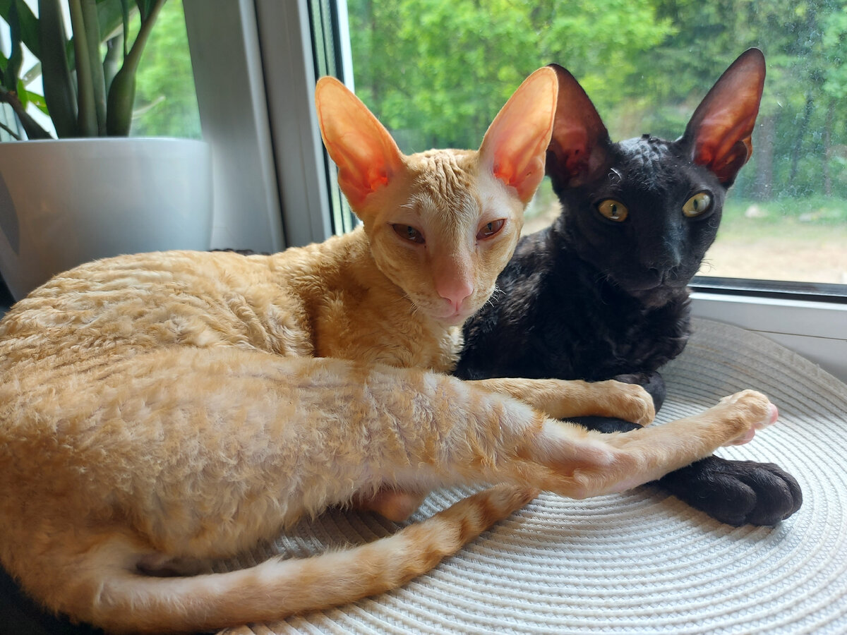 Кот Рио окрас "чёрная ночь" и кошка Николь окрас "красный табби". Сейчас им 6 месяцев.