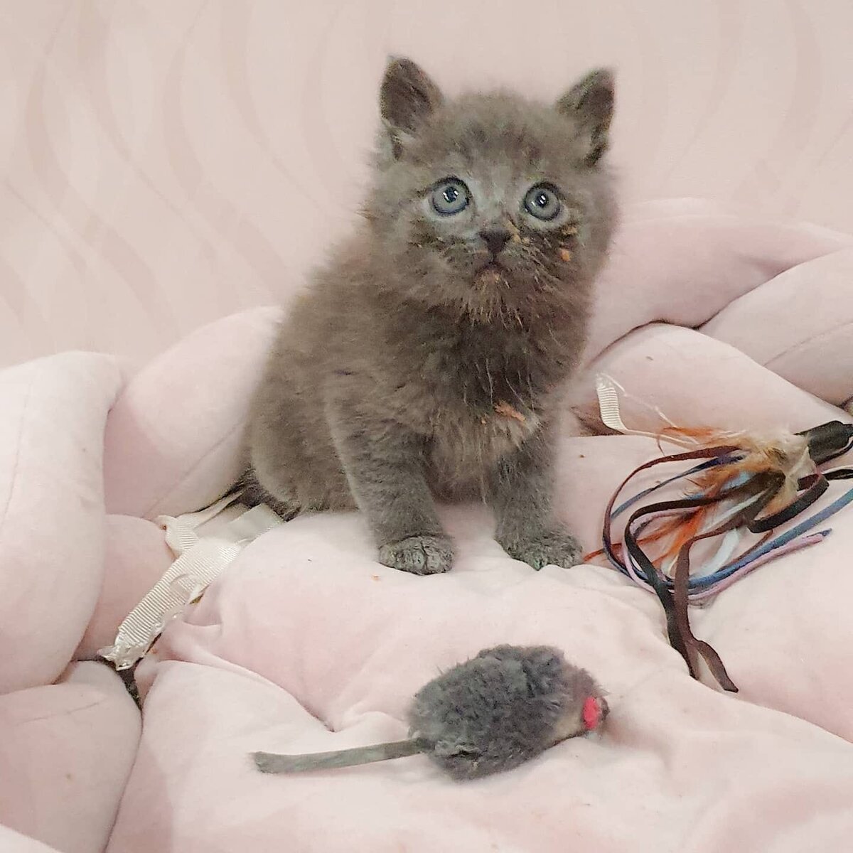 Я корм уже поел, эту мышь сами доедайте!