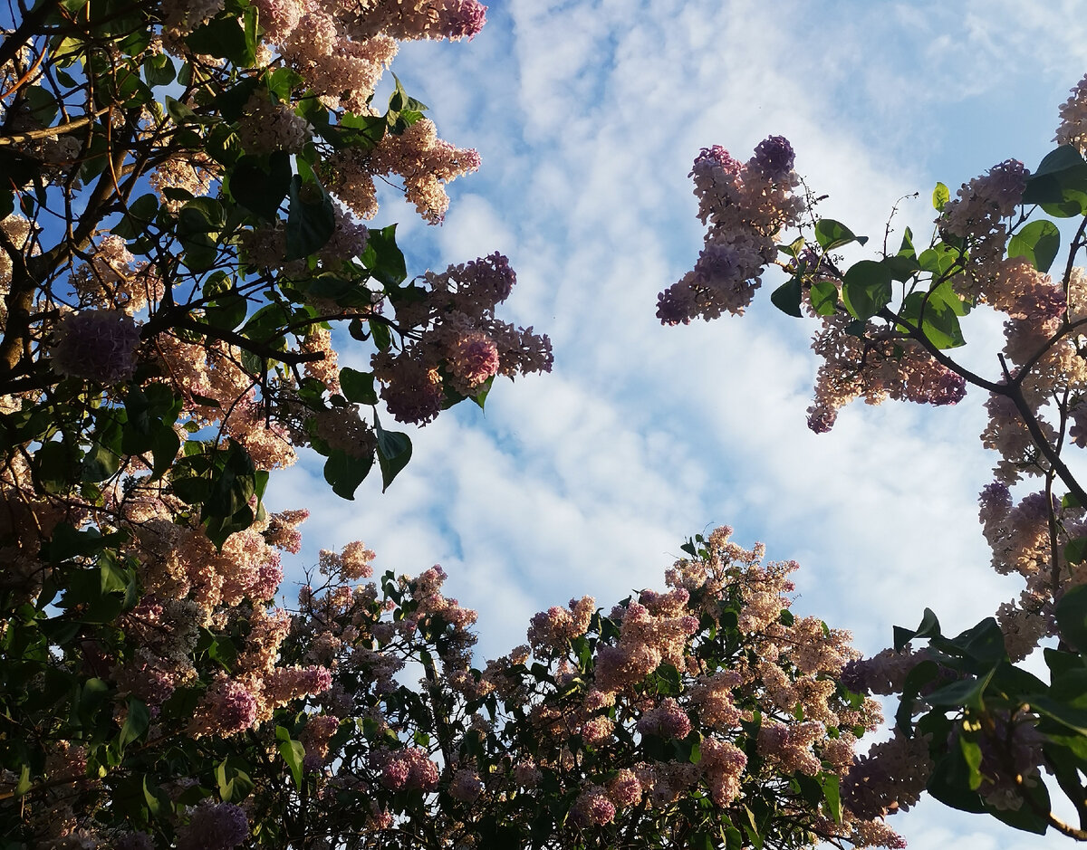 Один лишь раз... 