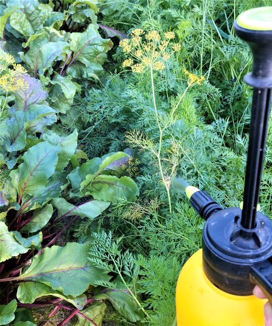 Внекорневая подкормка моркови и свёклы