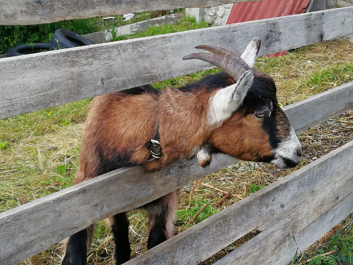Вредная Стешка. Фото автора.