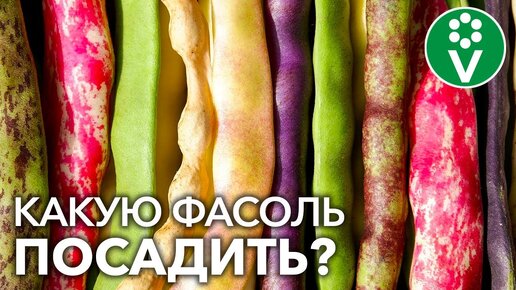 Посадите Эту Фасоль для богатого урожая и защиты от тли