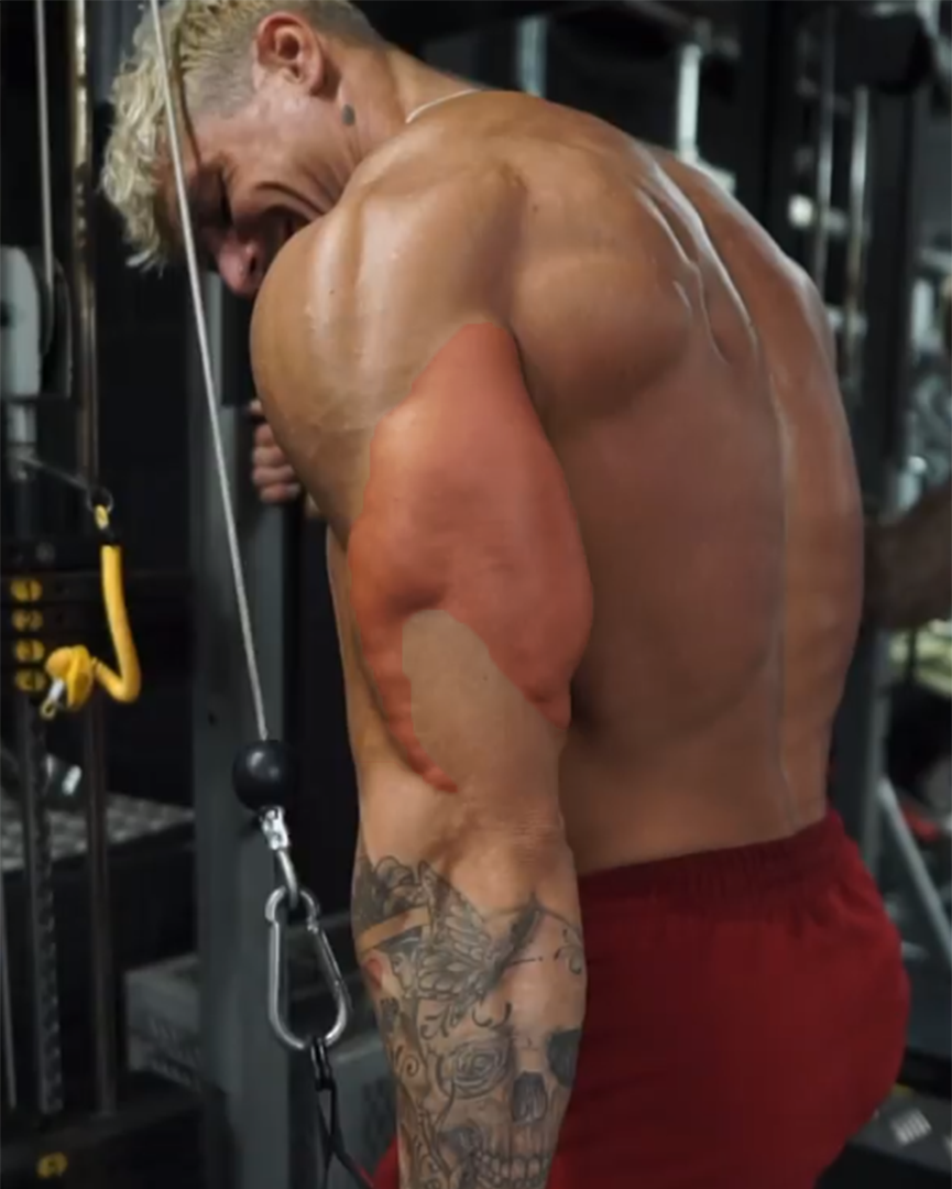 Большой трицепс, фото взято из открытого источника(Яндекс Картинки)