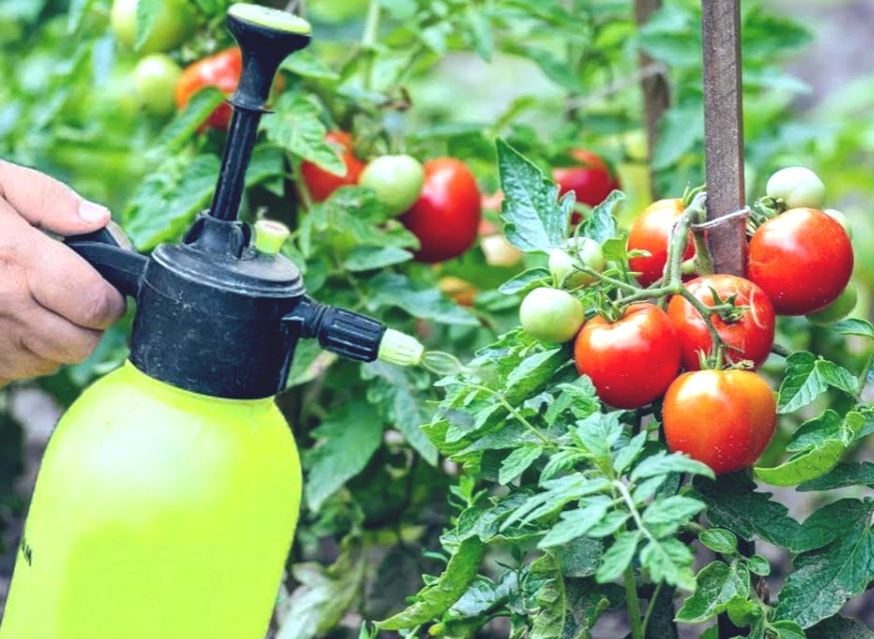 Обработка томатов