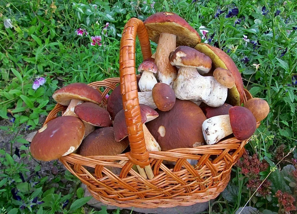 Есть ли грибы в августе. Вкусные грибы.