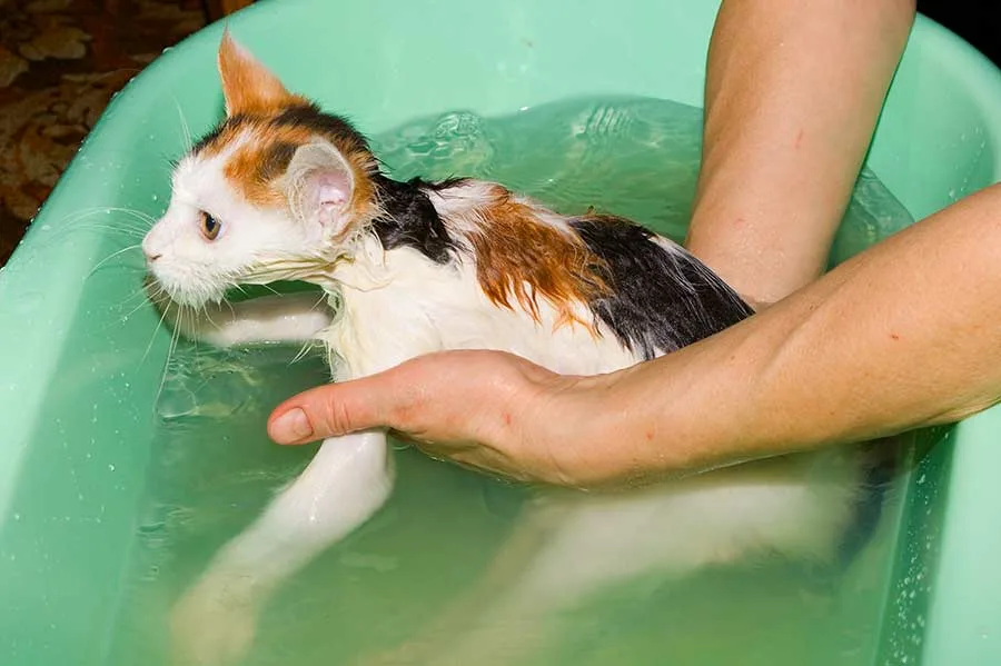 Кошки не любят воду, они терпеть не могут мокрую шубку.
Искупать неподготовленное животное, не получив обширных царапин, почти невозможно.-2